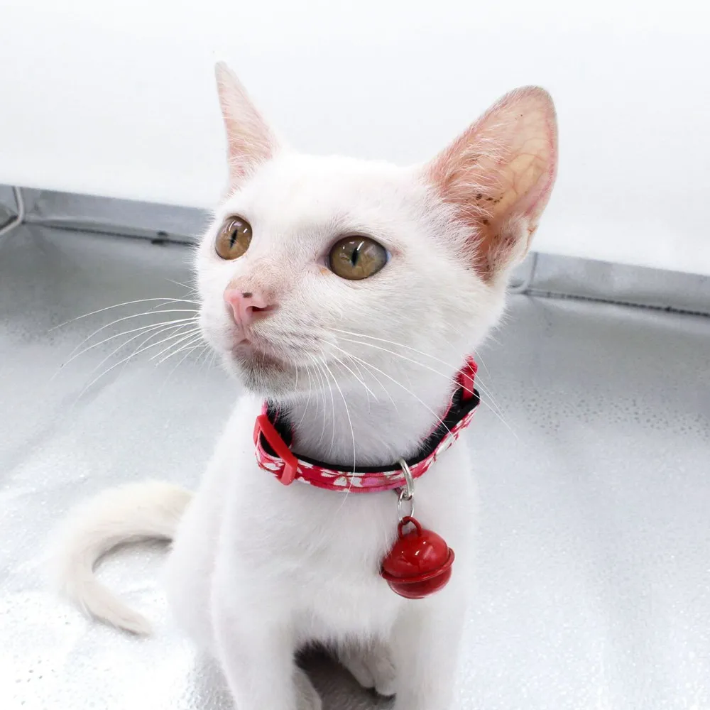 1PC Cute Puppy Cat Collar With Bell Safety Kitten 1PC Cute Puppy Cat Collar With Bell Safety Kitten