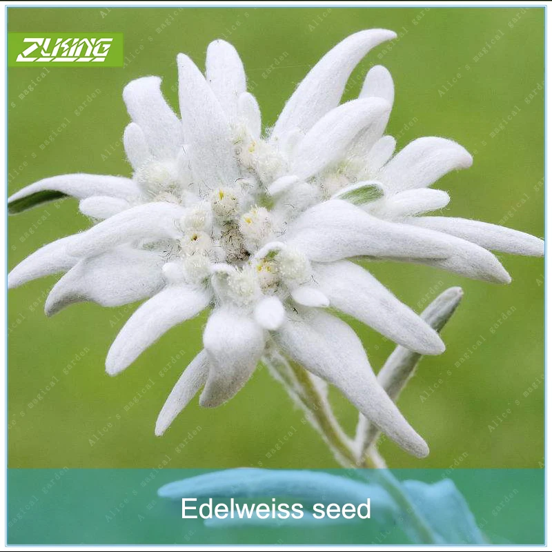 

100pcs Rare Edelweiss Flower Bonsai Plants For Home Garden Chinese Rare Perennial Flower