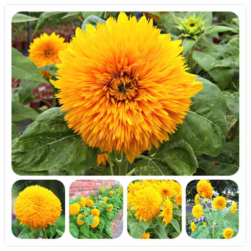 

New Fresh Bonsai Teddy Bear Sunflowers Bonsai Balcony Potted Plants Garden Bonsai Flower Bonsai 20Pcs Potted plant