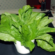400 Heirloom Spinach Bloomsdale LongStanding Seeds NON-GMO Great For Salads