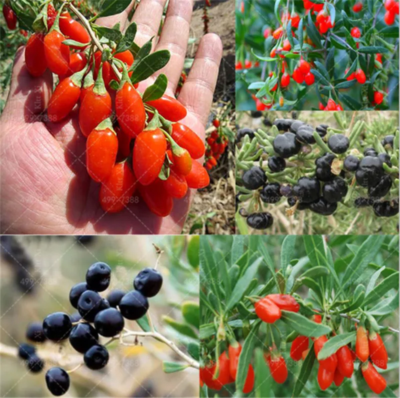 

100 Pcs Red and black Goji Berry Juicy Wolfberry Organic Heirloom Fruit Plant For Garden DIY Lycium Chinense Herb Health Benefit