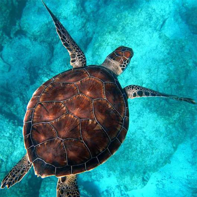 

5D Diy Diamond Painting Sea Turtle Crystal Diamond Embroidery Painting Cross Stitch Sets