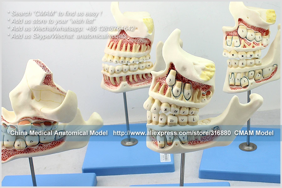 CMAM/12604 Dental-Development of the set of Teeth, Human Oral Dental медицинская обучающая анатомическая модель