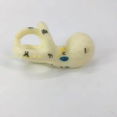 

Human ear semicircular canal Anatomical model inner ear model free shipping