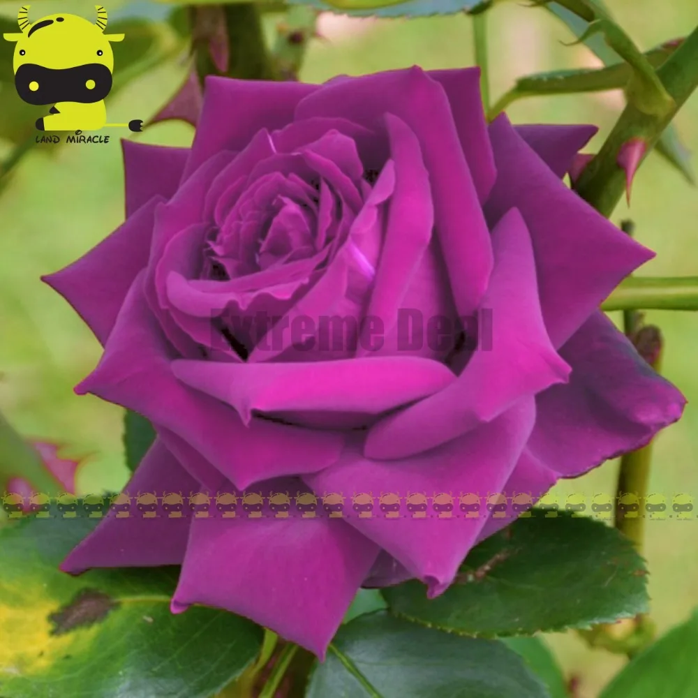 popular purple tree decorations-buy cheap purple tree decorations popular purple tree decorations-buy cheap purple tree decorations