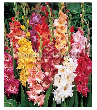 online buy wholesale tall flowering plants from china tall online buy wholesale tall flowering plants from china tall