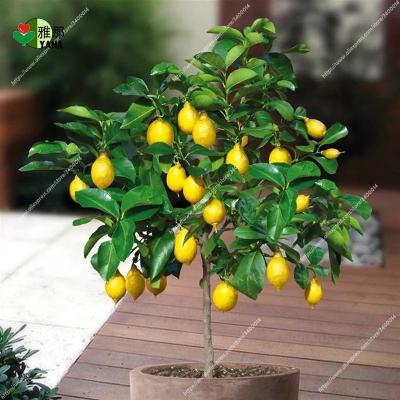 

potted Lemon , Bonsai Lemon Tree Fresh plant in windowsill plant 20PCS/bag
