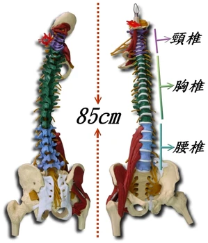 

The body of the spine band belt spine model colored spine model