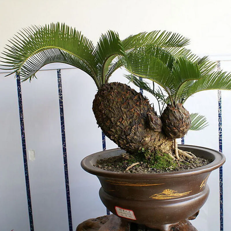 Bonsai Cycas, Trees Bonsai Cycad, Cycads Seeds, 100 Real Seeds 1
