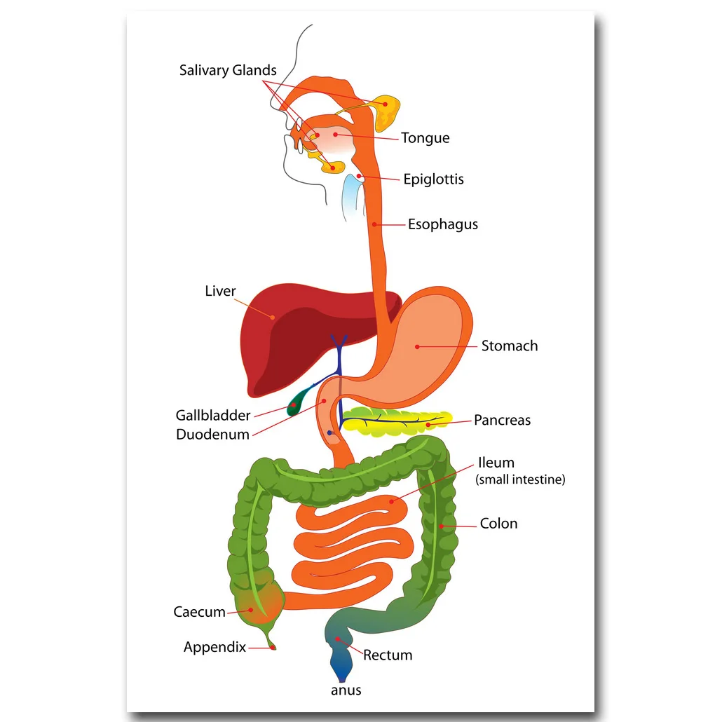 Human Anatomy Digestive System Art Silk Cloth Poster Print ...