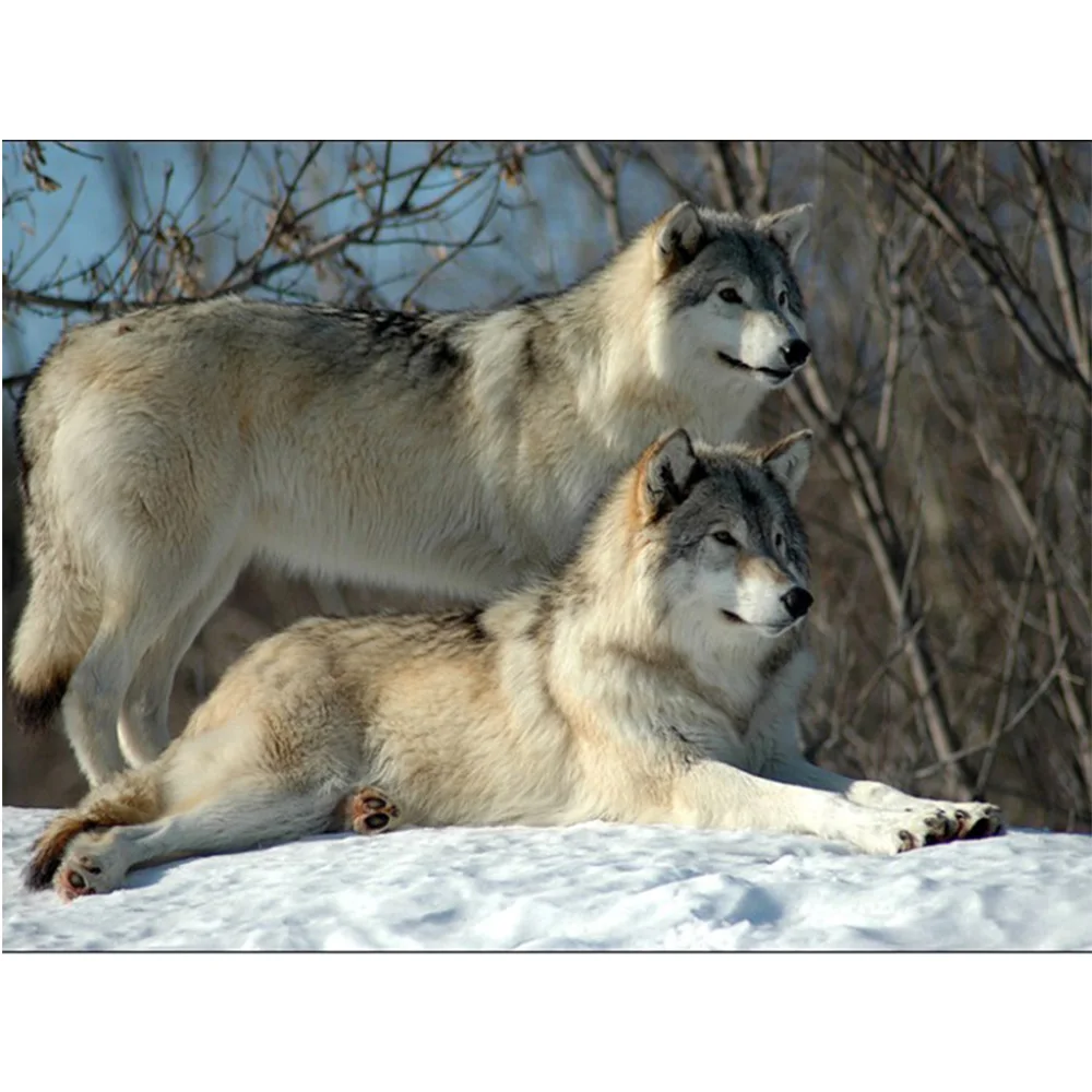 Волк с волчатами. Гарн волк. Верность волка. Волка и как то. Волко-собачьи гибриды волкособ.