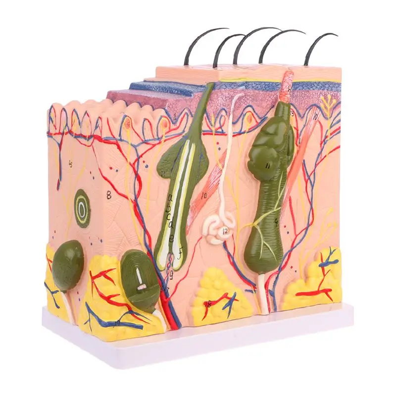 

Easy to used Human Skin Model Block Enlarged Plastic Anatomical Anatomy specially for Medical Teaching Tool