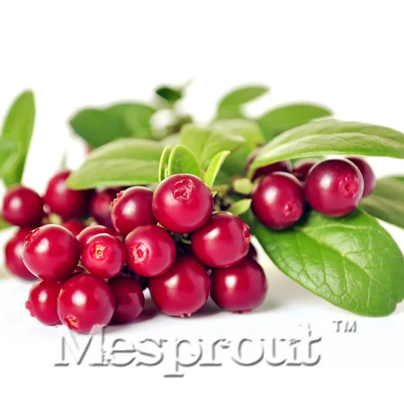 

New Home Garden Plant 10PCS Cranberry Vaccinium Macrocarpon Fruit Bonsai Tasty Great Garden Plant Fruits Free Shipping