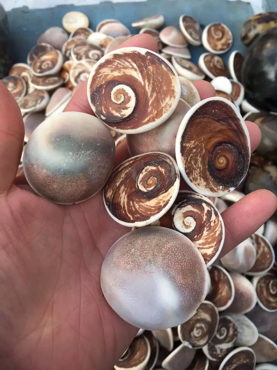

1pieces Natural snail specimens of fossil shells, reiki, gifts, aquarium decorations