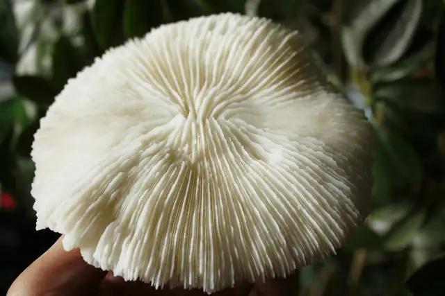 online shop natural white