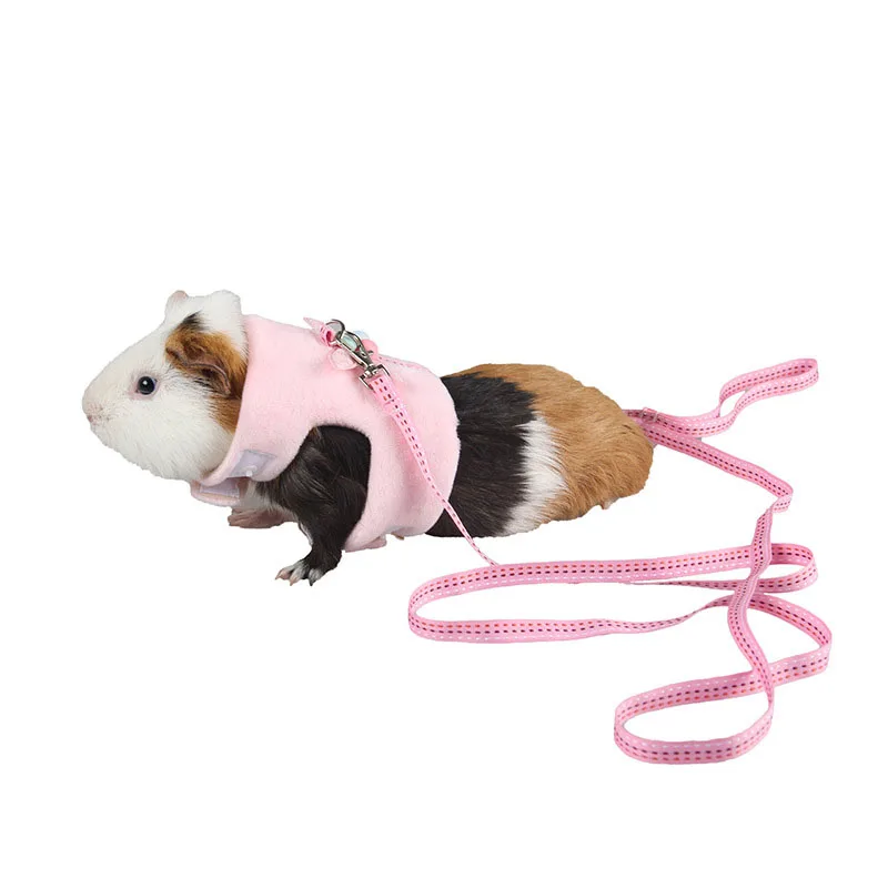 walking a guinea pig on a leash