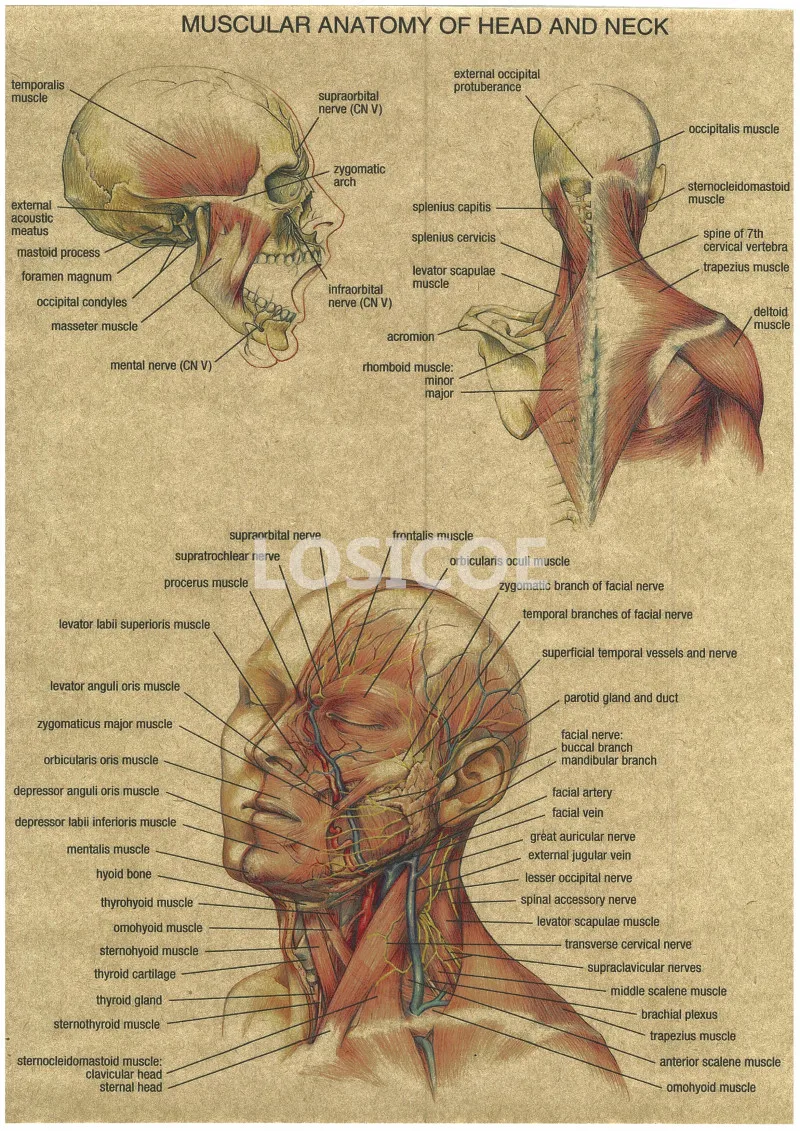 Vintage Medicine Human anatomy Posters Kraft Paper Painting Wall