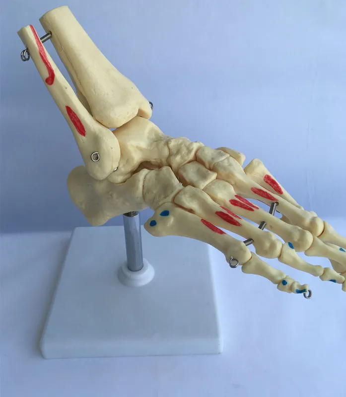 

1:1 Life Size Human Lifelike Foot Joint Anatomical Model Skeleton Ankle Joint Anatomy Model Medical Science Teaching Aids Supply