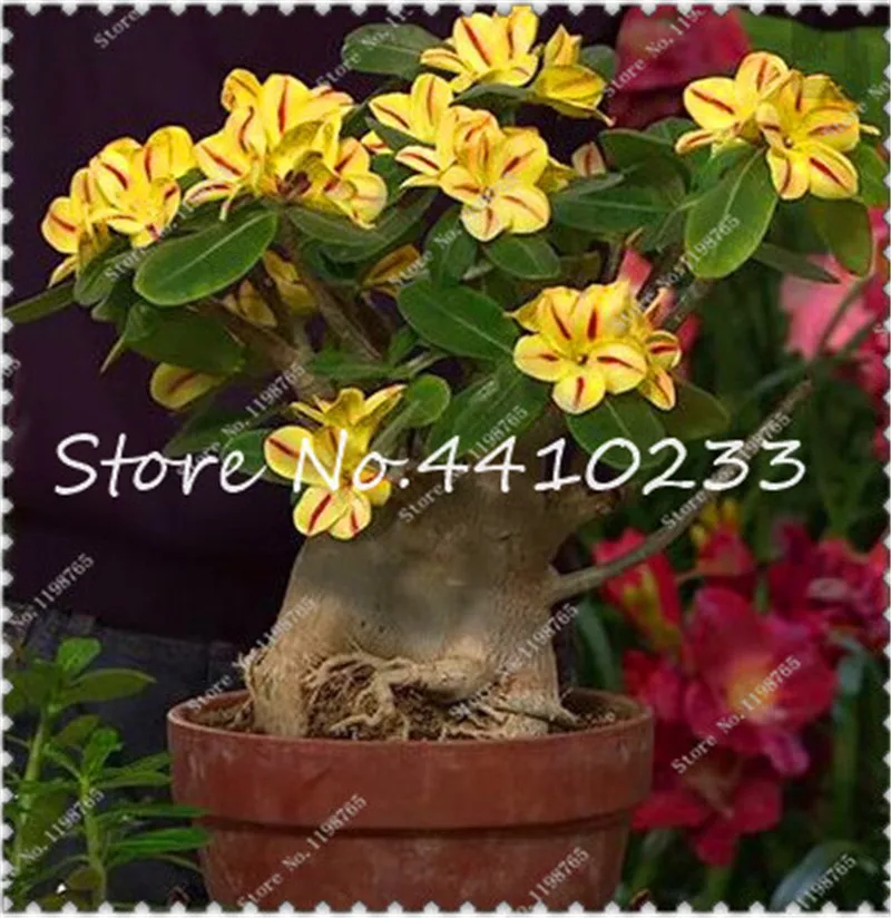 Адениум yellow sky. Адениум нью еллоу. Адениум желтый. Адениум нью еллоу. Адениум желтый цветок.