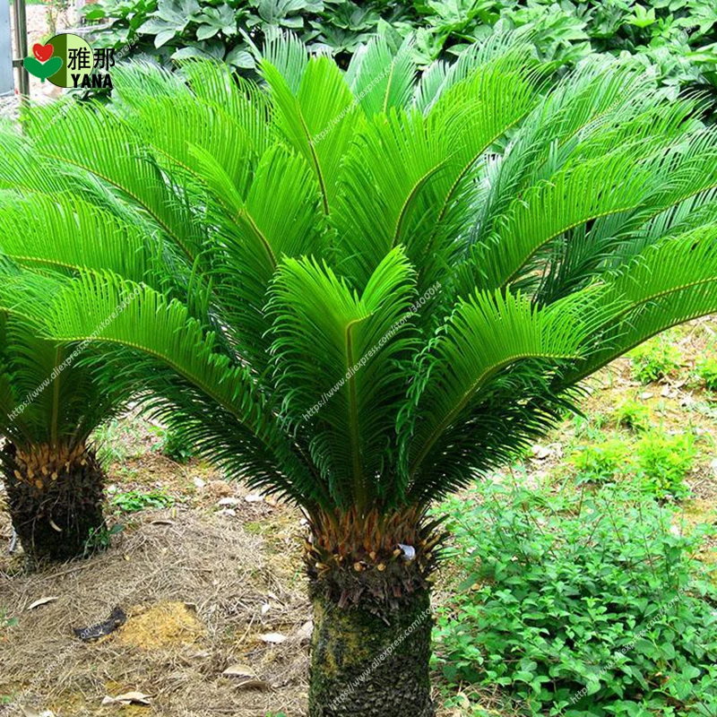 Cycas revoluta seeds Sago Palm Tree Tropical Fossil Cycad Bonsai Tree seed for indoor plant garden flowers seeds 1pcs/bag