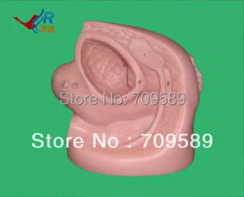 

female urethral catheterization simulator,Reproductive model