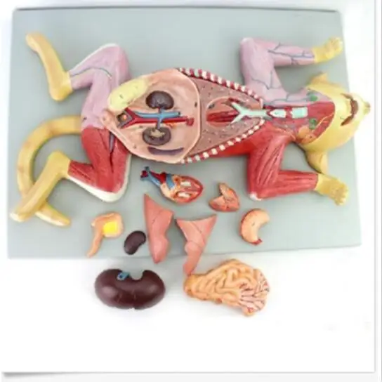 Анатомическая модель органов сердечный мышечный нерв ветеринарное Исследование Модель обучения животным школьные принадлежности медицинские инструменты