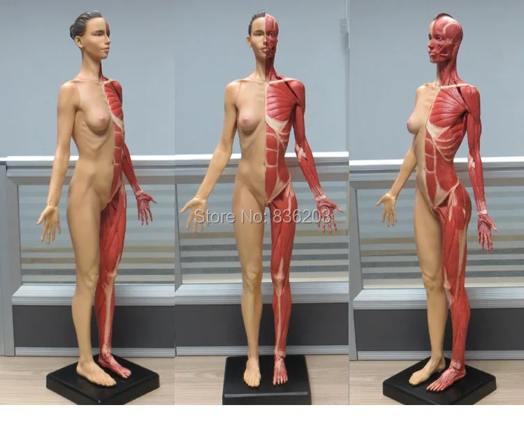 

female Flesh 60CM PU Human skull skeleton anatomical Anatomy superficial muscle artist anatomy model with muscular system