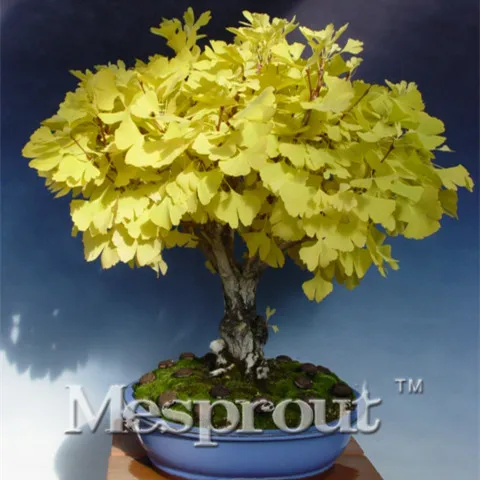 

Hot Sale Biloba Beautiful Foliage Plants Perennial Flowers Ginkgo Bonsai - 5 PCS * Home Bubble Bag Soil Planted Organic
