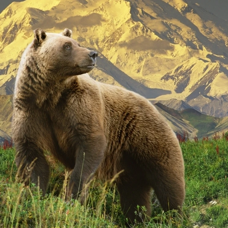 Composite Grizzly Stands On Tundra With Mt. Mckinley In The Background  Alaska Composite Poster Print (24 x 34)