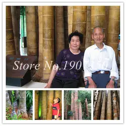 Бонсай 30 шт. гигантский карликовый бамбук в горшке завод редкие, гигантские черный бамбук moso Bambu Bambusa Счастливое дерево растение для дома и