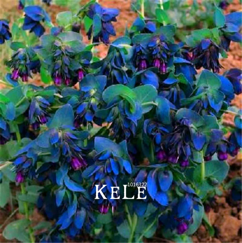 

100 Pcs A Pack Genuine!Cerinthe Bouquet Blue Shrimp Plant Bonsai plants easy to grow flores for home & garden flower plantas