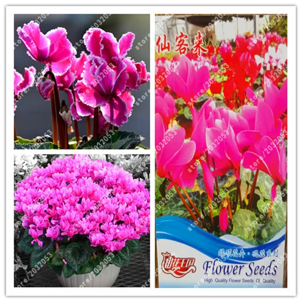 

bonsai True Cyclamen perennial flower for home garden