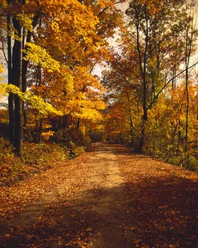 

Background Profession Photography Autumn Theme Forest Photo Background Yellow Leaves Bright Shunshine Lighting Backdrops Vinyl