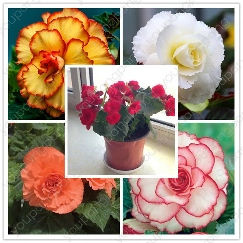 

Sales! 100pcs Begonia Bonsai Flowers Potted bonsai Garden Courtyard Balcony Begonia Flower for Home Garden decoration