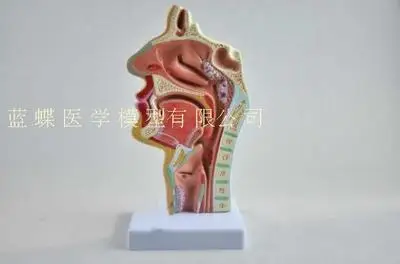 Носовая полость, ротовая полость, ларинкс, модель pharynx носовая полость продольная модель с секциями человеческого носа полость Ортодонтическая анатомия