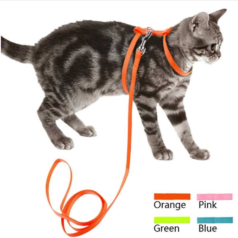 cat collar and leash
