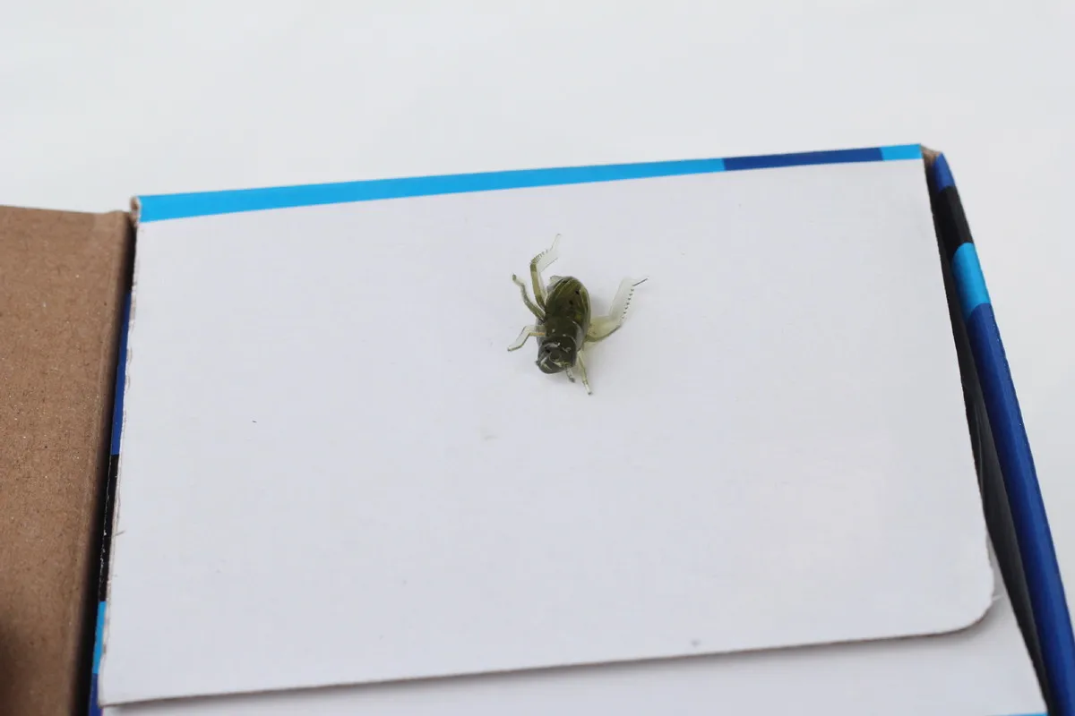 10Pcs/Lot Lightweight Grasshopper Soft Insect Bait Floating Cricket Artificial Fishing Lures Ocean Wobblers Silicone Bait