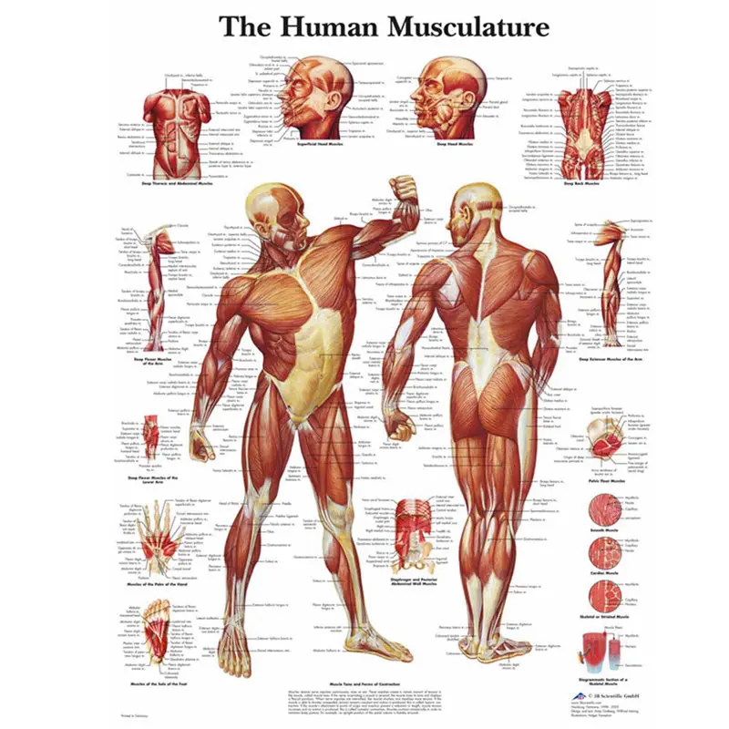 Анатомия человека Мышечная система Искусство Плакат Печать тела карта холст настенные картины для медицинского образования домашний декор