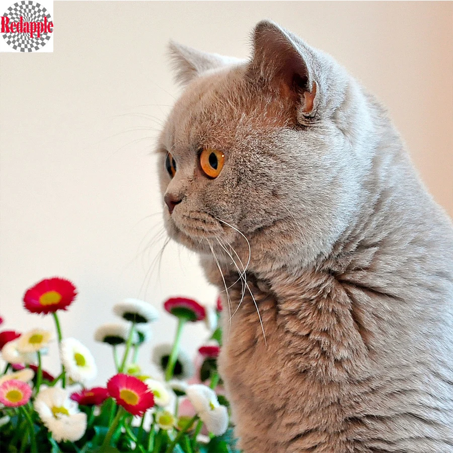 5D алмазная живопись британский короткий Кот Набор для вышивки крестиком вышивка