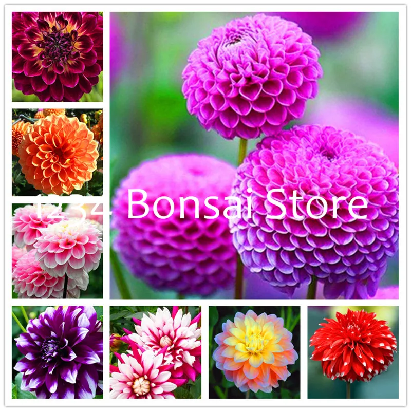 

100Pcs Dahlia Bonsai Chinese Rare Flower Beautiful Perennial Indoor Or Outdoor Flowers Plant For Home Garden Plants Easy to Grow