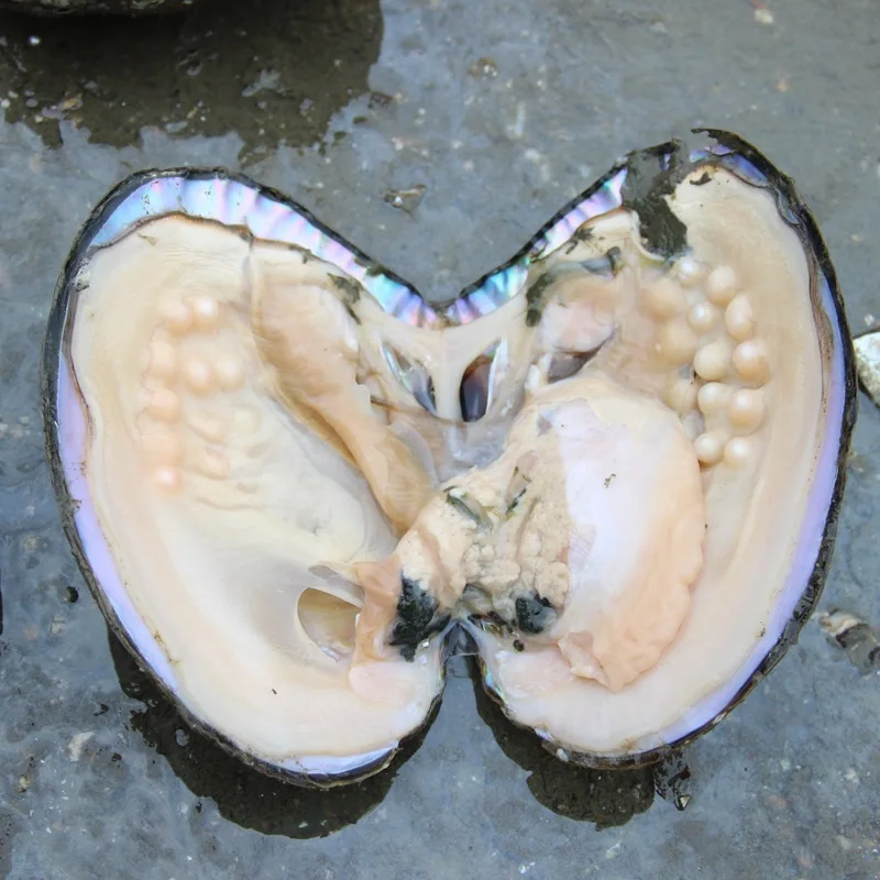 

Natural Oysters Pearls Multi color Big Freshwater Pearl Oyster with shell Vacuum-Packed Well Packed Best Gift