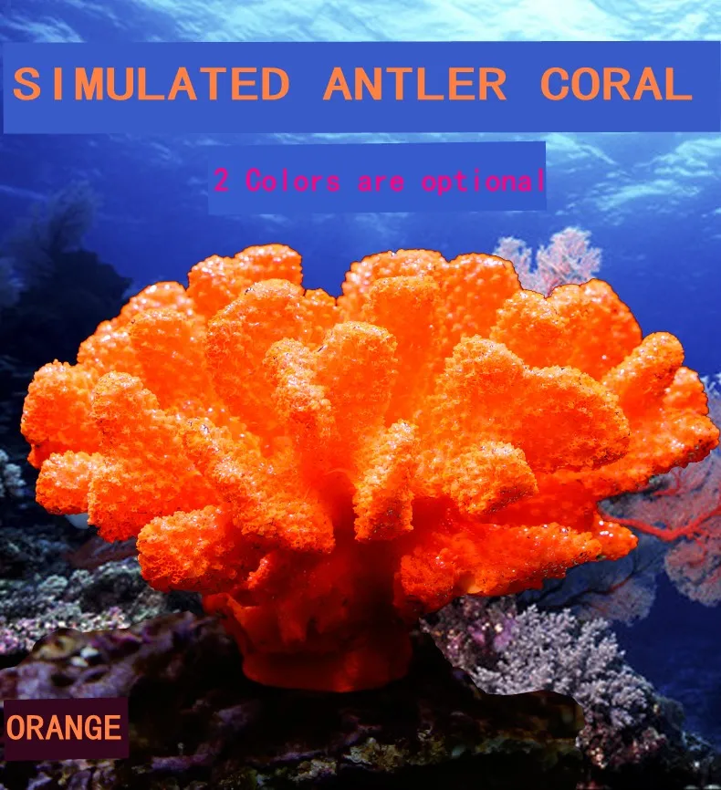 01_conew1