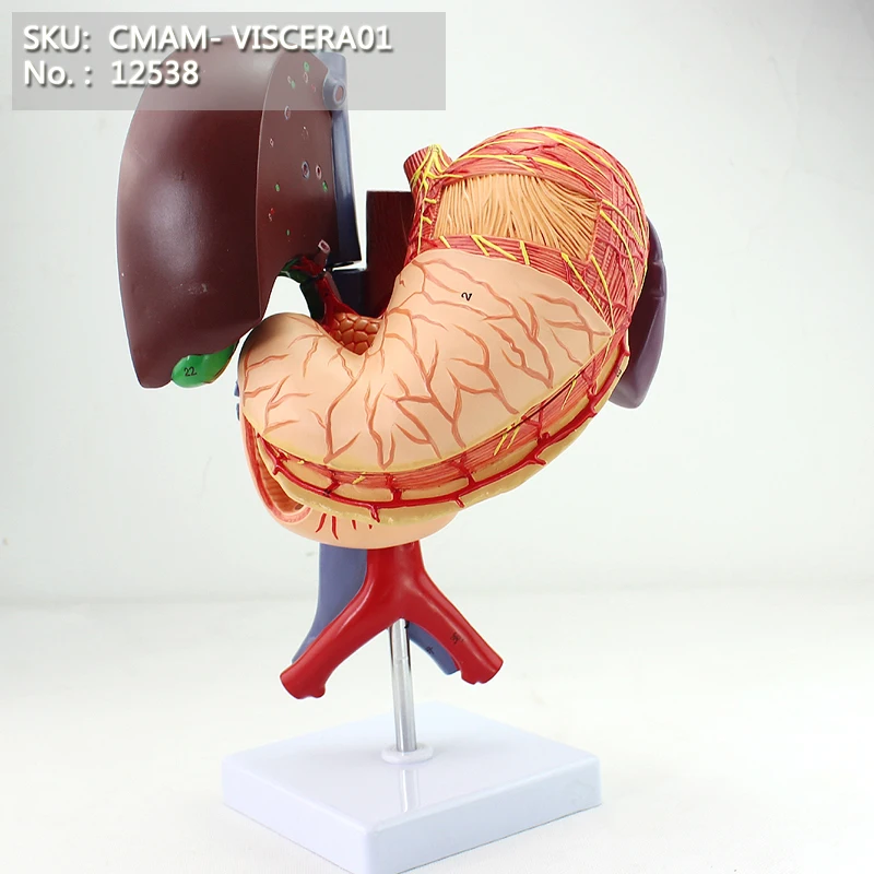 

CMAM/12538 VISCERA- Stomach and Associated Organs of the Upper Abdomen - 6 Part, Digestive System Medical Anatomical Models