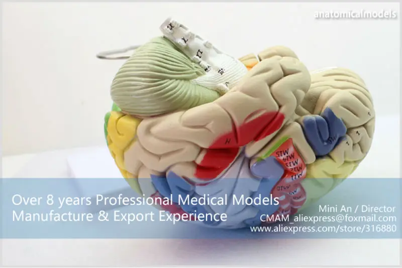 BRAIN08 CMAM MODEL Magnify Human Anatomical Brain Anatomy