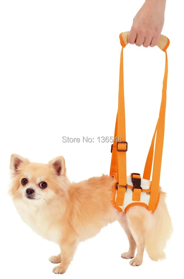 Big Dog On Hind Legs Big Dog On Hind Legs