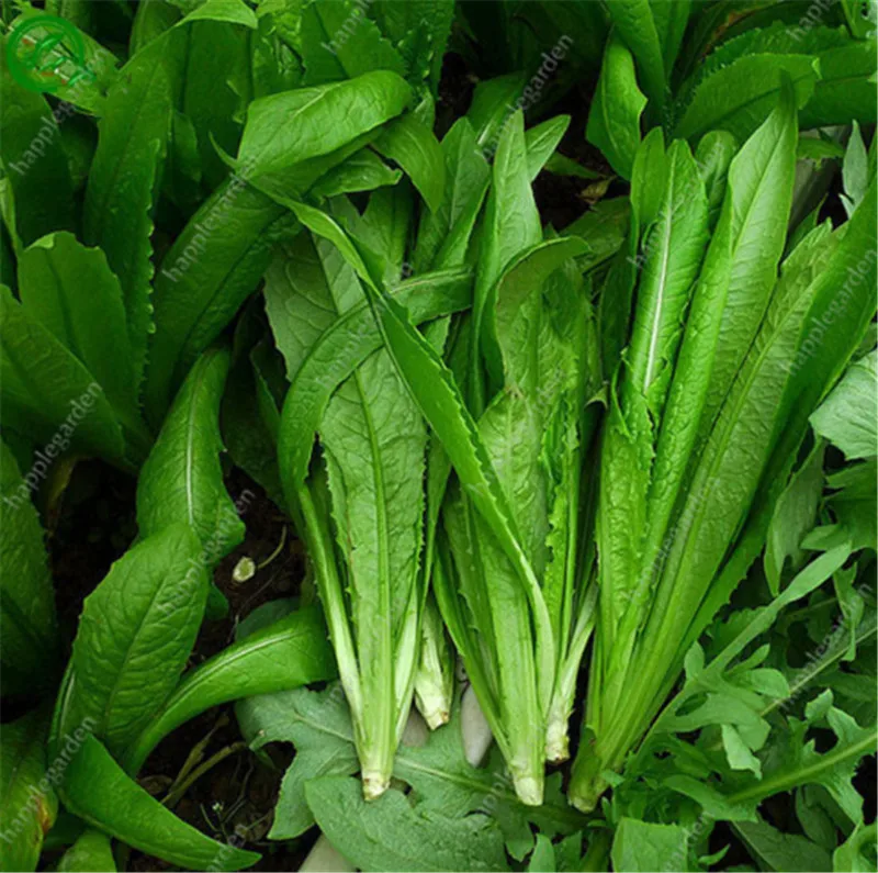 

Green Leaf Lettuce Rare Vegetable Plant 300 Pcs Non-Gmo Healthy Juicy Food Good Taste Great Salad Choice Bonsai Home Garden