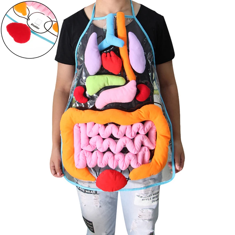 Children Anatomy Apron Human Body Organs Awareness Preschool Science Home School Teaching Aids Educational Insights Toys 3