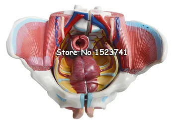 

Medical Anatomy Female Pelvis Model Genitals Nervus Vascularis (with genital organs and nerves and vessels)Anatomy Pelvis Model