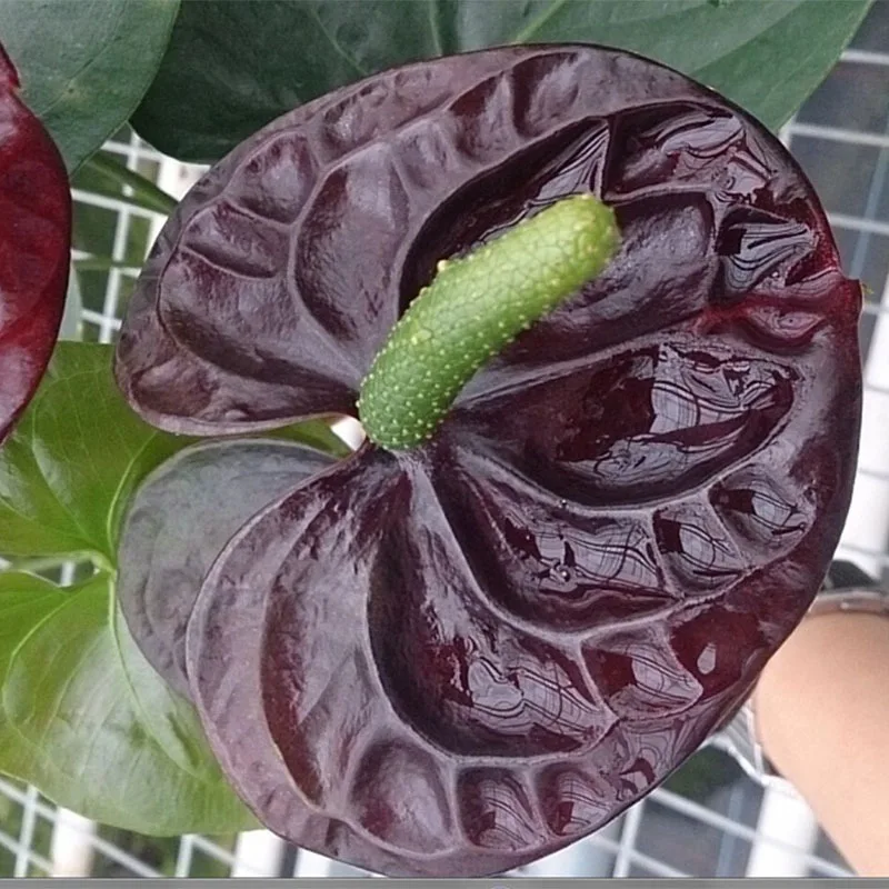 100pcs Rare Flower Seeds Black Anthurium Seeds Balcony Potted Flower 