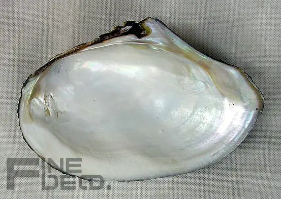 chinese river raw shell